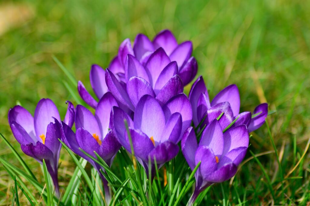 crocus, close up, frühlingsblüher